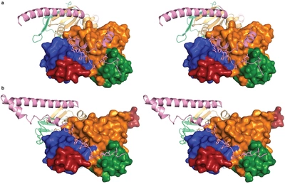 Bodybuilding peptide